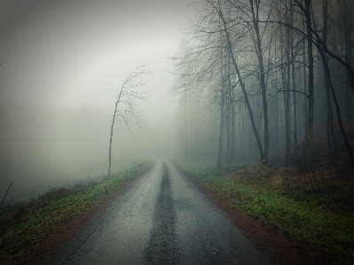 Foto Albero natura foresta leggero