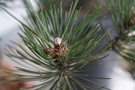 Tree branch plant leaf Photo