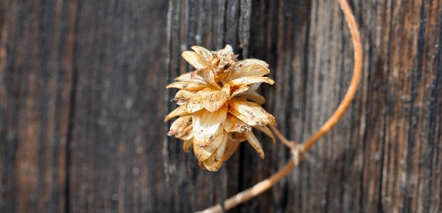 Tree nature branch blossom Photo