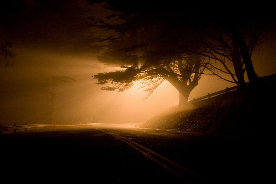 Landscape tree forest silhouette