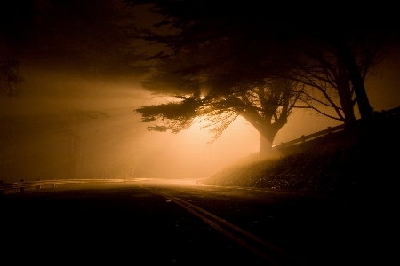 Landscape tree forest silhouette Photo