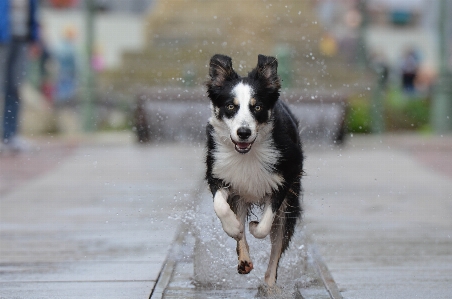 Foto Acqua cane mammifero città vecchia
