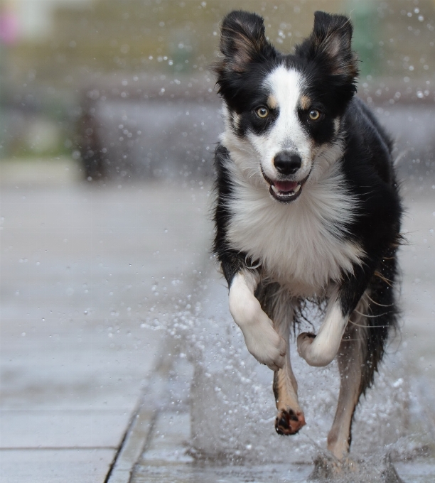 Agua perro mamífero pueblo viejo
