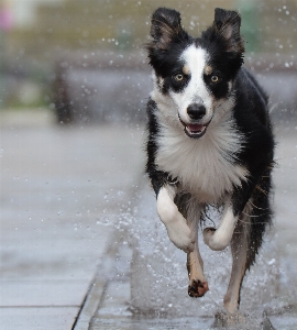 Foto Acqua cane mammifero città vecchia
