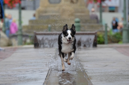 水 雪 冬 犬 写真