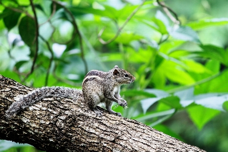 Foto Alam hutan cabang satwa