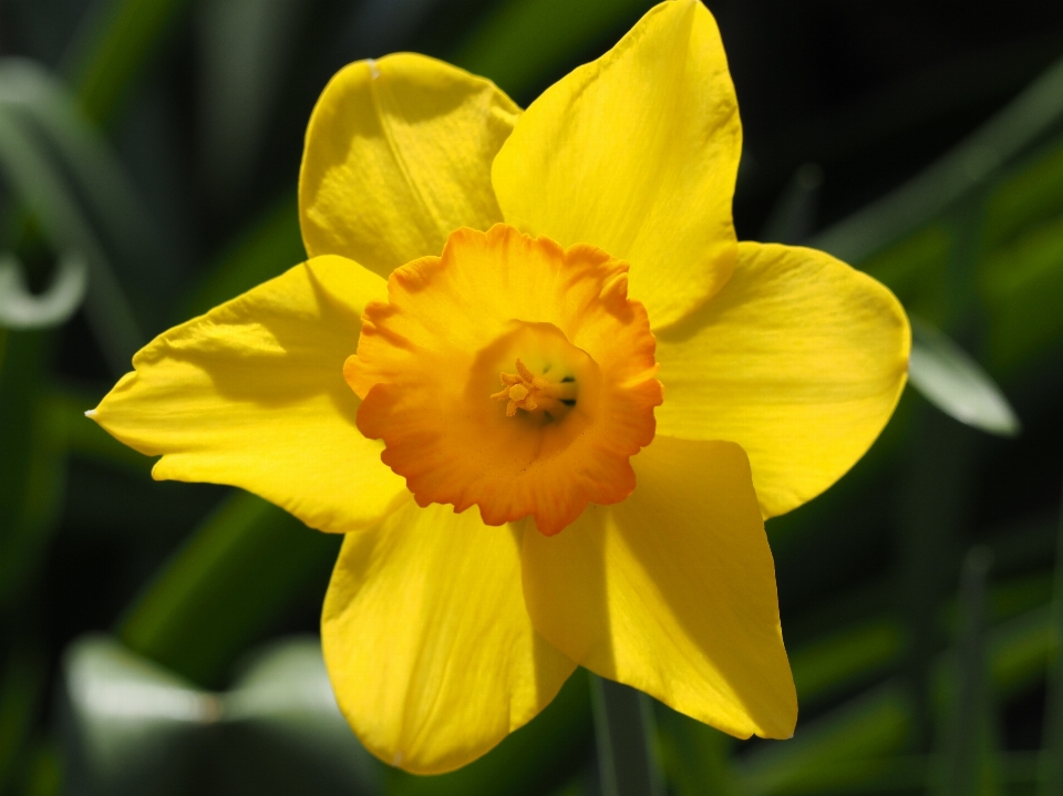 Plant flower petal yellow