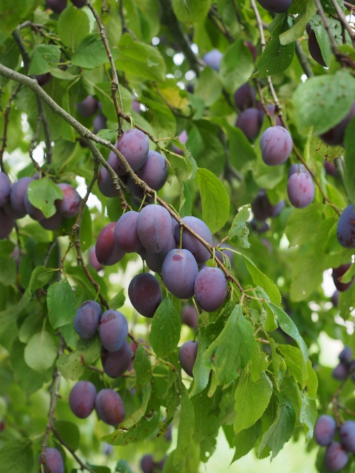 Arbre bifurquer usine fruit