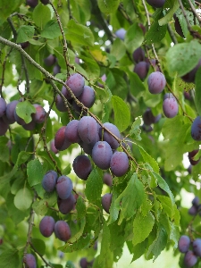 Tree branch plant fruit Photo