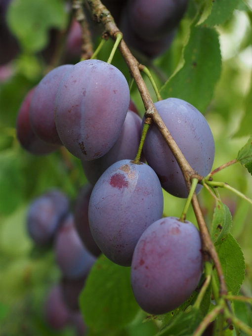 Tree branch plant fruit