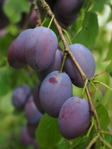 Tree branch plant fruit Photo