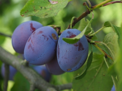 Tree branch plant fruit Photo