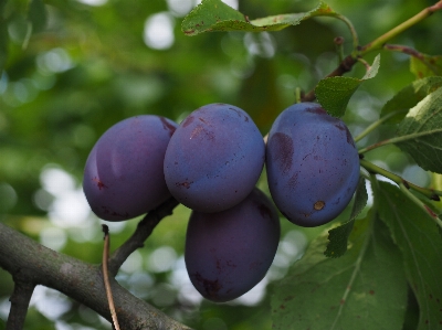 Tree branch plant fruit Photo