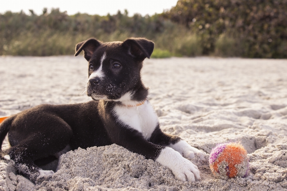 ビーチ 砂 子犬 犬