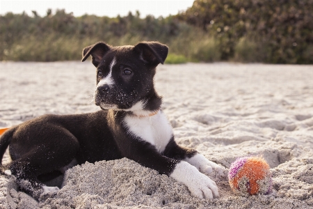 Beach sand puppy dog Photo