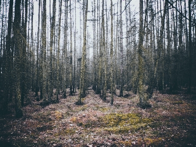 Foto Albero natura foresta selvaggia
