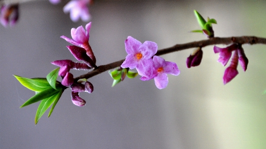 Forest branch blossom plant Photo