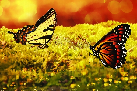 Nature wing bokeh meadow Photo