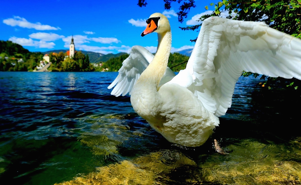 Bird wing fauna swan