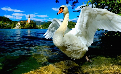 Bird wing fauna swan Photo