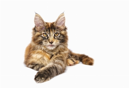 Animal pet kitten cat Photo