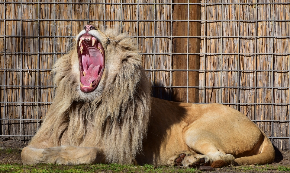 Tierwelt zoo fuß säugetier