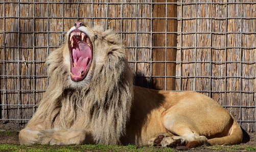 Photo Faune zoo pied mammifère