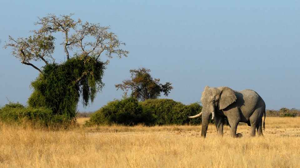 Prairie
 aventure faune troupeau