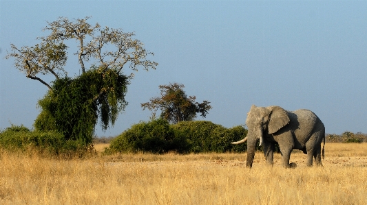 Prairie adventure wildlife herd Photo