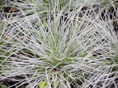 Grass plant prairie flower Photo