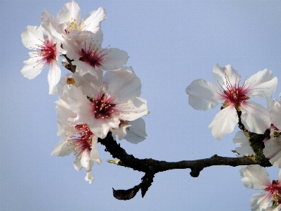 Tree nature branch blossom Photo