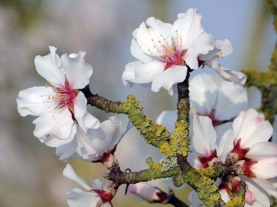 Baum natur zweig blüte