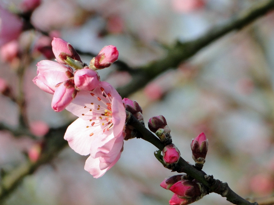 Baum natur zweig blüte