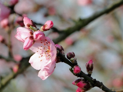 Tree nature branch blossom Photo