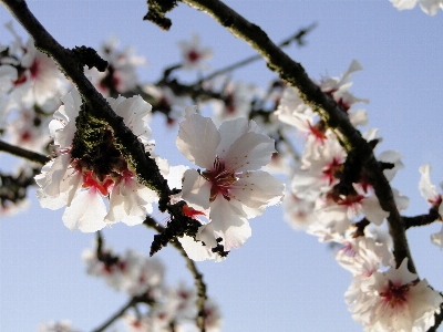 Tree nature branch blossom Photo