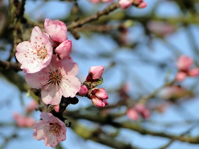 Tree nature branch blossom Photo