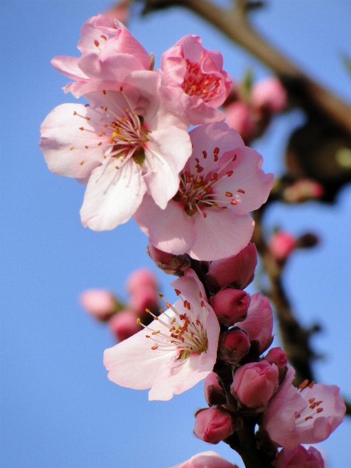 Tree nature branch blossom