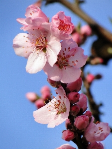 Tree nature branch blossom Photo