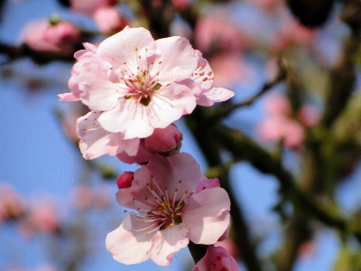 Tree nature branch blossom Photo