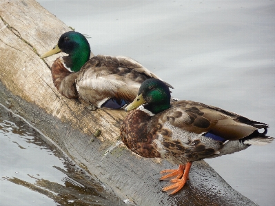 水 自然 アウトドア 鳥 写真