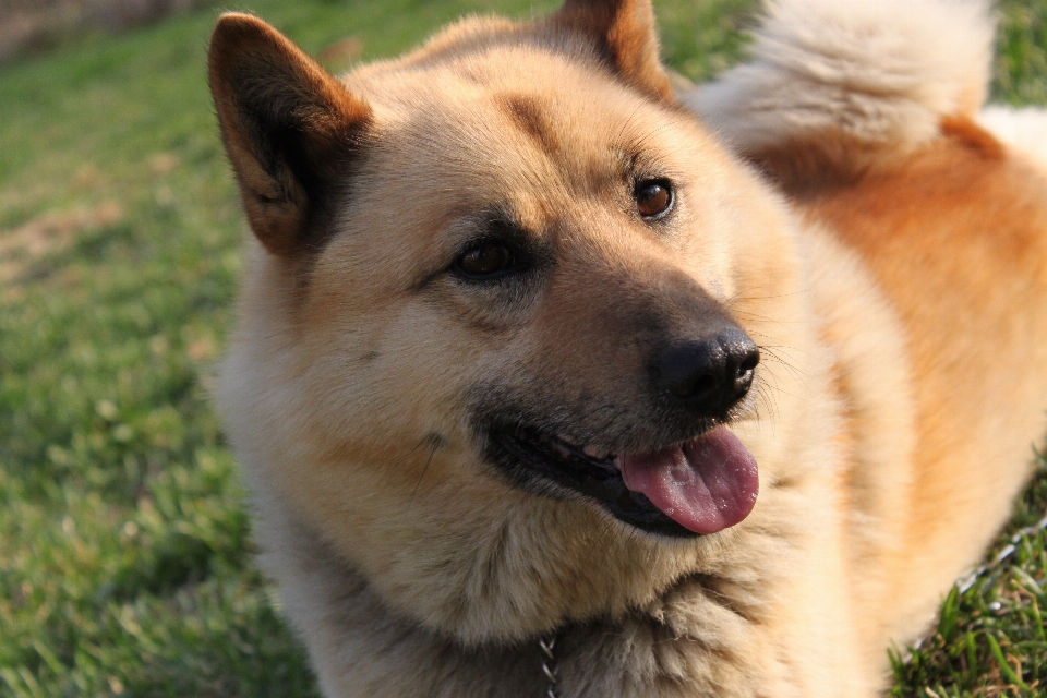 Hund tier haustier säugetier