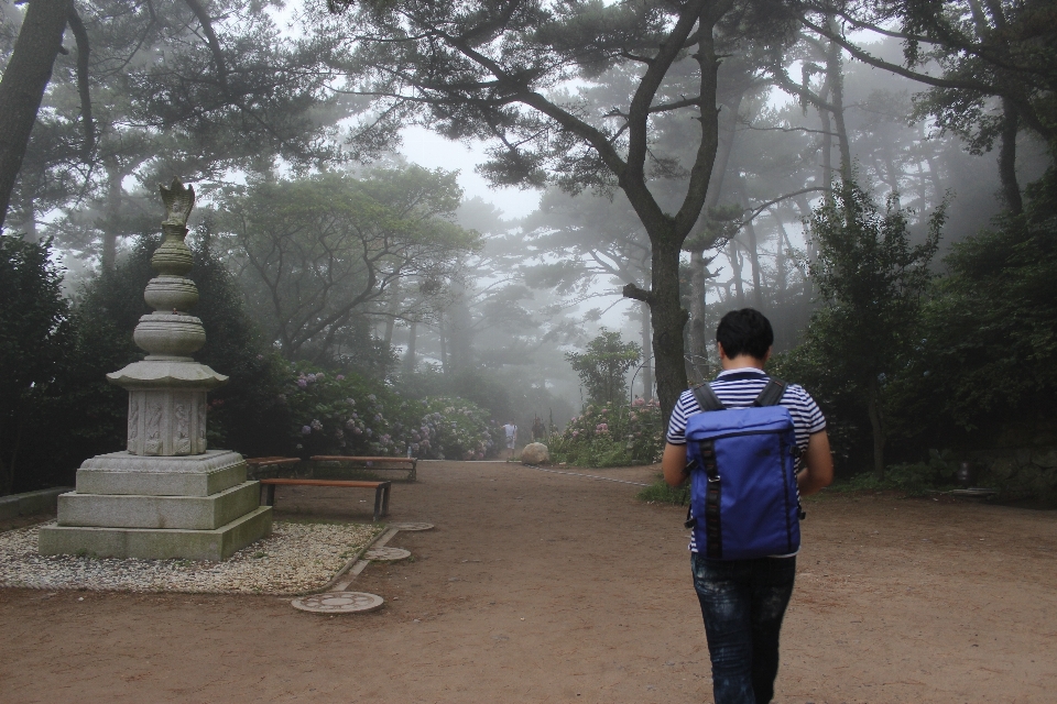 景观 多雾路段 黎明 旅行