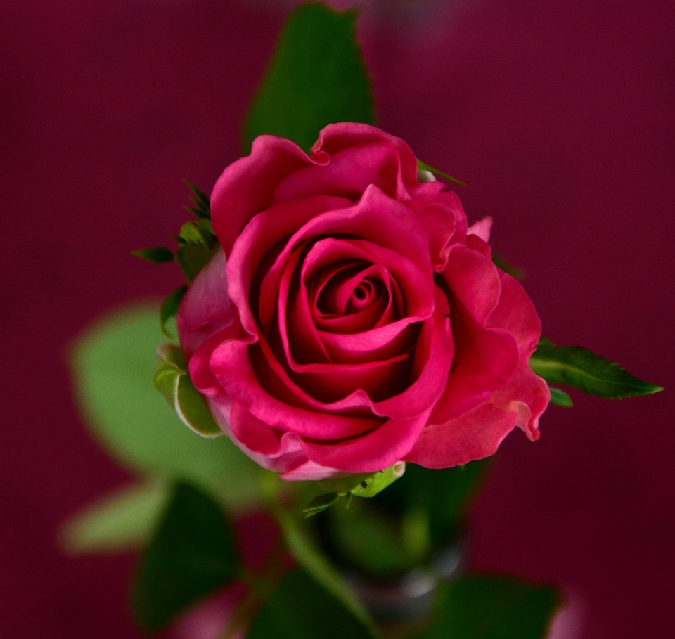 Blossom plant flower petal