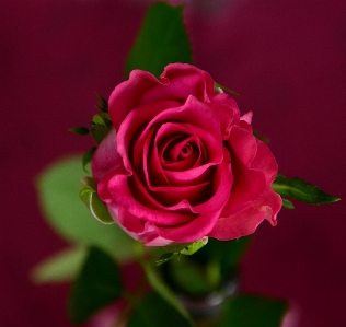 Blossom plant flower petal Photo