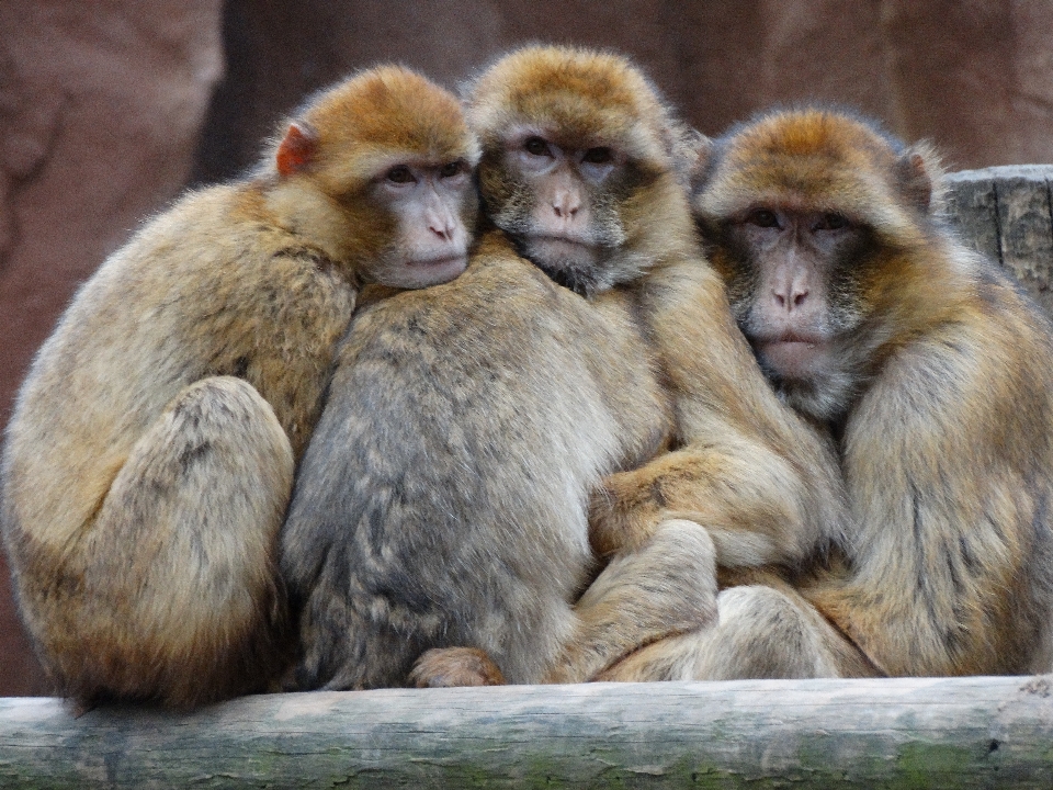 Tierwelt zoo säugetier zusammen