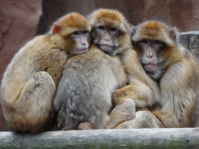 Foto Animais selvagens jardim zoológico mamífero junto