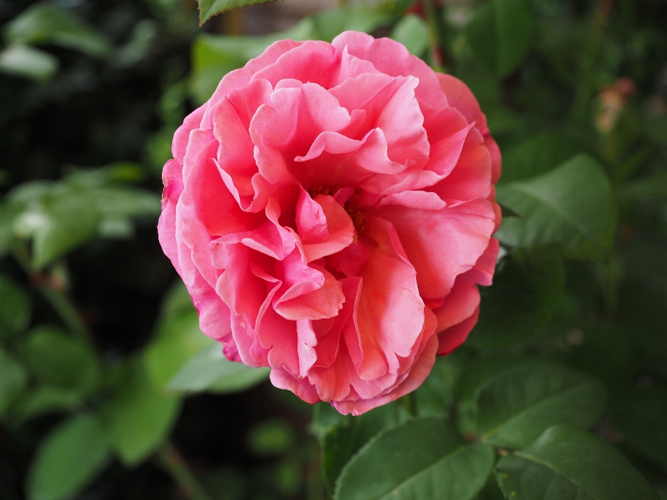 花 植物 花弁 咲く