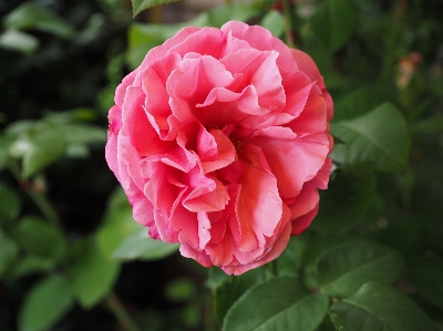 Blossom plant flower petal Photo