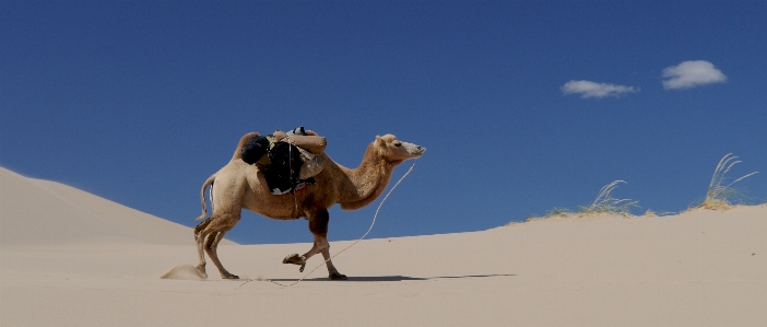 Landscape sand desert camel Photo