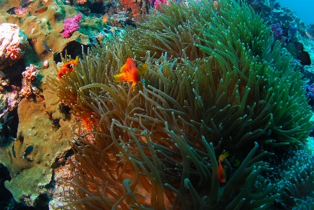 Sea diving underwater biology Photo